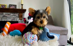 Yorkshire Terrier dogs for sale: Jeff - Image 3