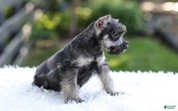Miniature Schnauzer dogs for sale: Austin - Image 11