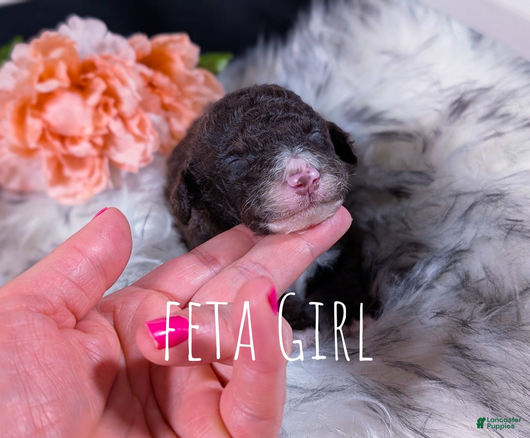 Mini Bernedoodle dogs for sale: Feta - Image 2