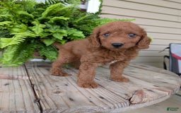 Mini Goldendoodle dogs for sale: Mini -coner - Image 42