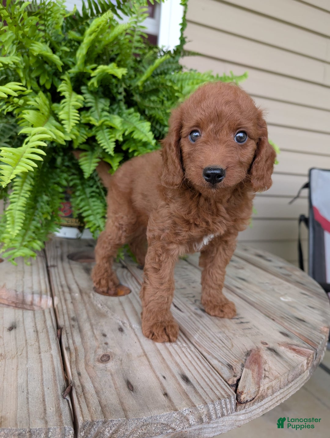 Mini Goldendoodle dogs for sale: Mini -coner - Image 42
