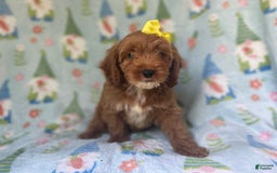 Cockapoo dogs for sale: Spirit - Image 1