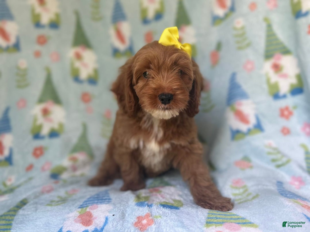 Cockapoo dogs for sale: Spirit - Image 1