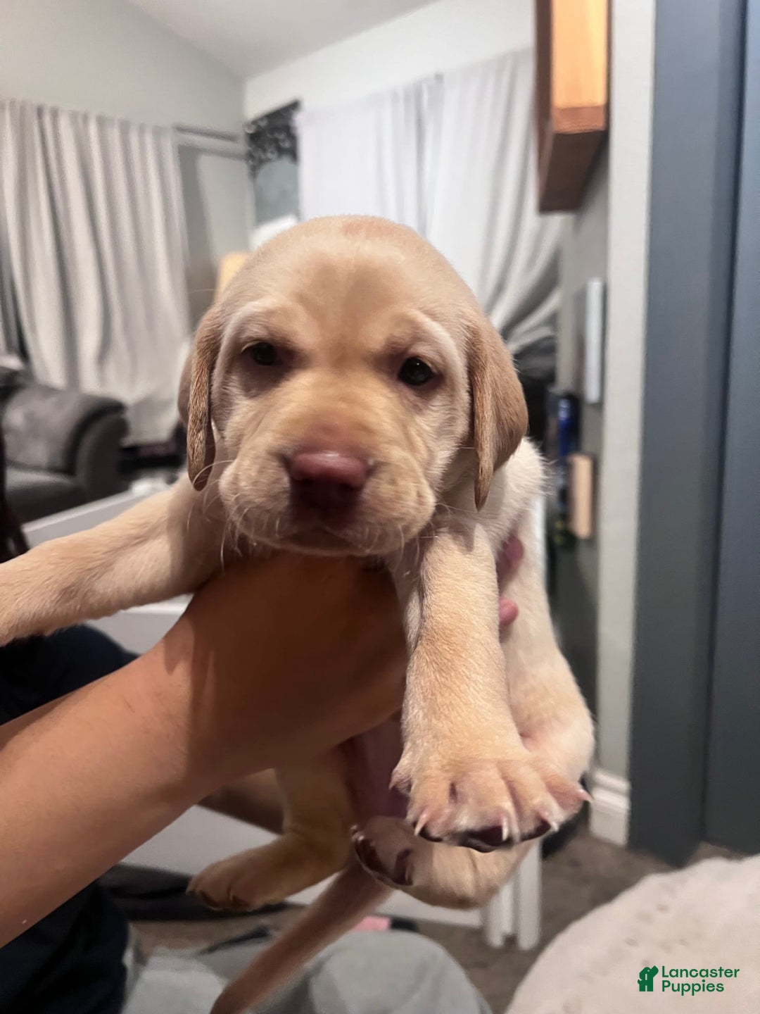 Labrador Retriever dogs for sale: Diva - Image 5