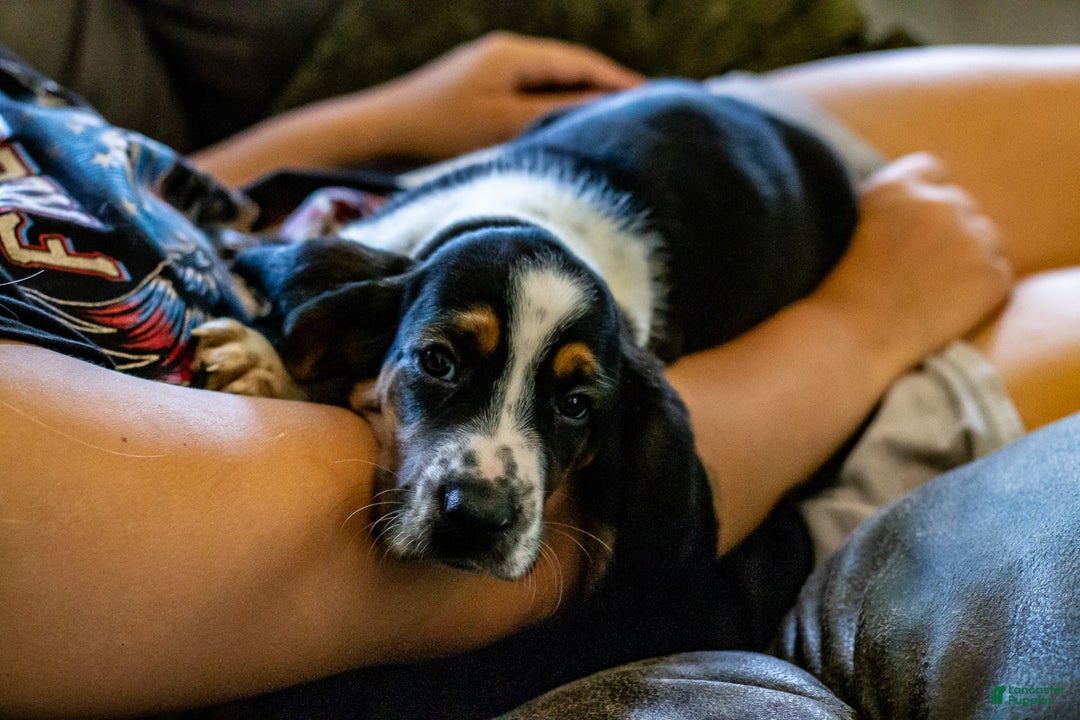 Basset Hound dogs for sale: Jasper - Image 9