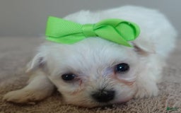Maltipoo dogs for sale: Beans - Image 28