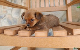 Shorkie dogs for sale: Kona - Image 3