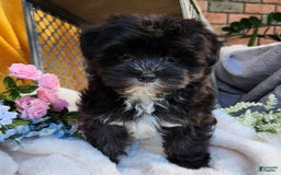 Morkie dogs for sale: Gracie - Image 10