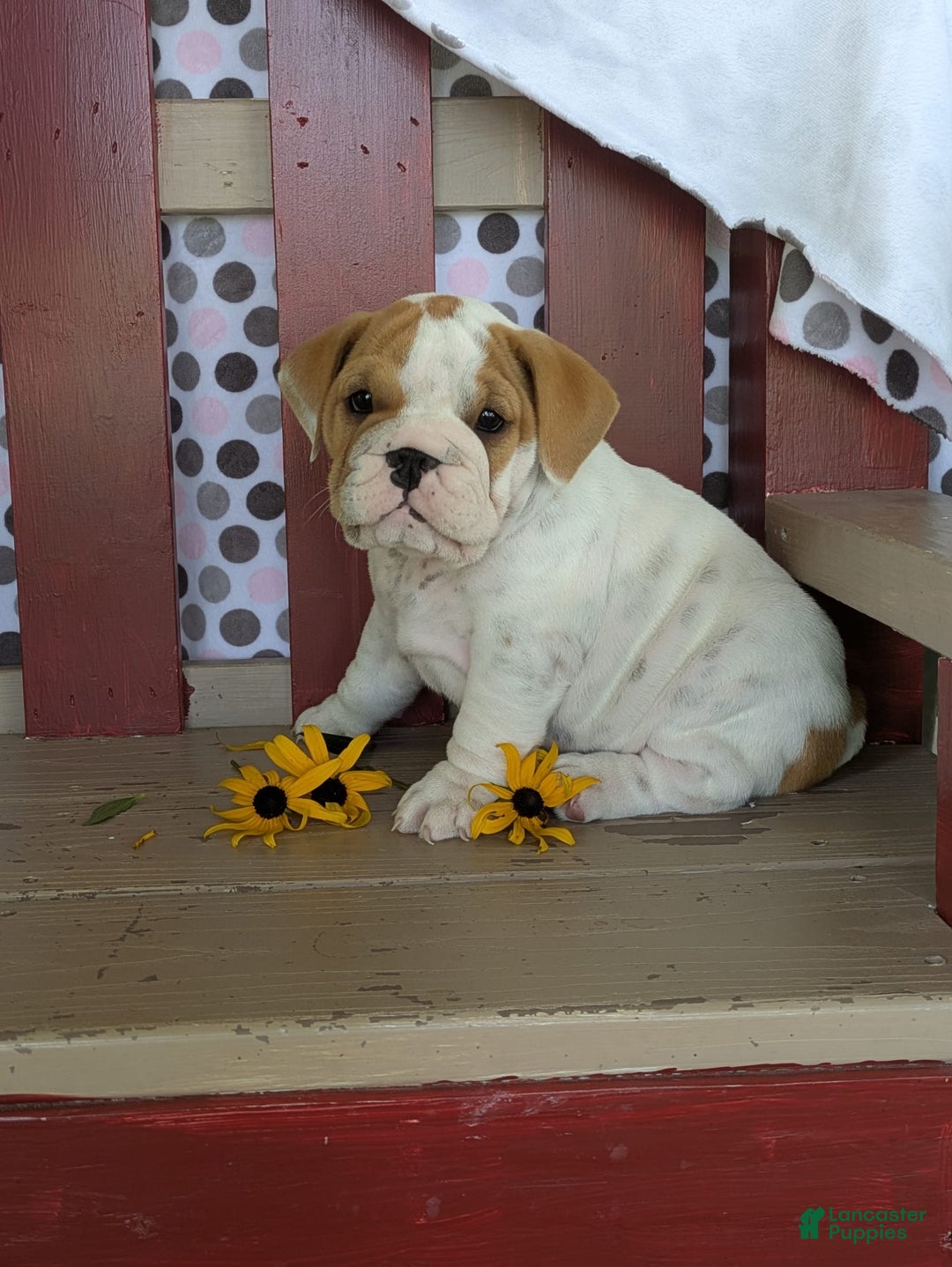 Beabull dogs for sale: Alex - Image 2