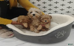 Maltipoo dogs for sale: Andy - Image 5