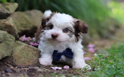 Havanese dogs for sale: Champ - Image 1