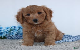 Mini Goldendoodle dogs for sale: Royal - Image 5