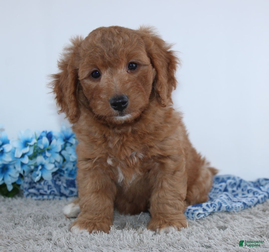 Mini Goldendoodle dogs for sale: Royal - Image 5