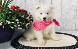 Samoyed dogs for sale: Bonnie - Image 2