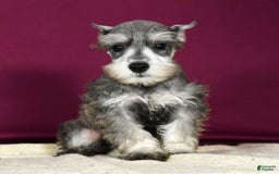 Miniature Schnauzer dogs for sale: Kona - Image 7