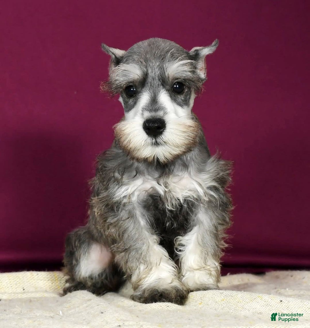 Miniature Schnauzer dogs for sale: Kona - Image 7