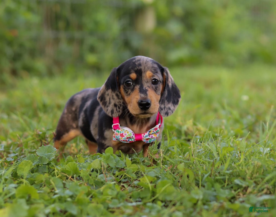 Miniature Dachshund dogs for sale: Sadie - Image 5