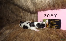 Shih Tzu dogs for sale: Zoey - Image 1