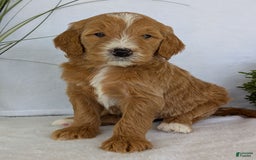 Goldendoodle dogs for sale: Parker - Image 4