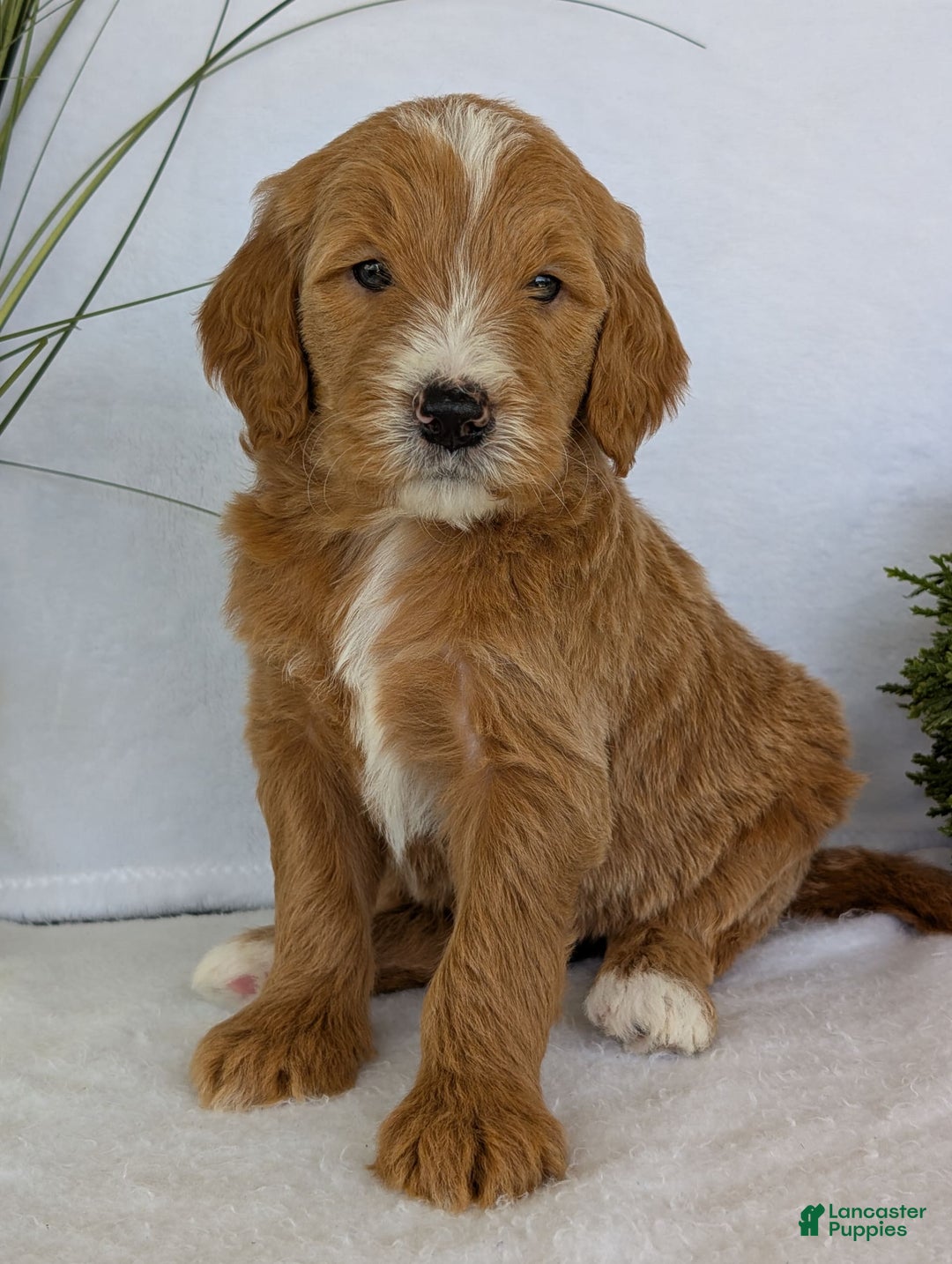 Goldendoodle dogs for sale: Parker - Image 4