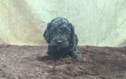 Cockapoo dogs for sale: Emily - Image 10