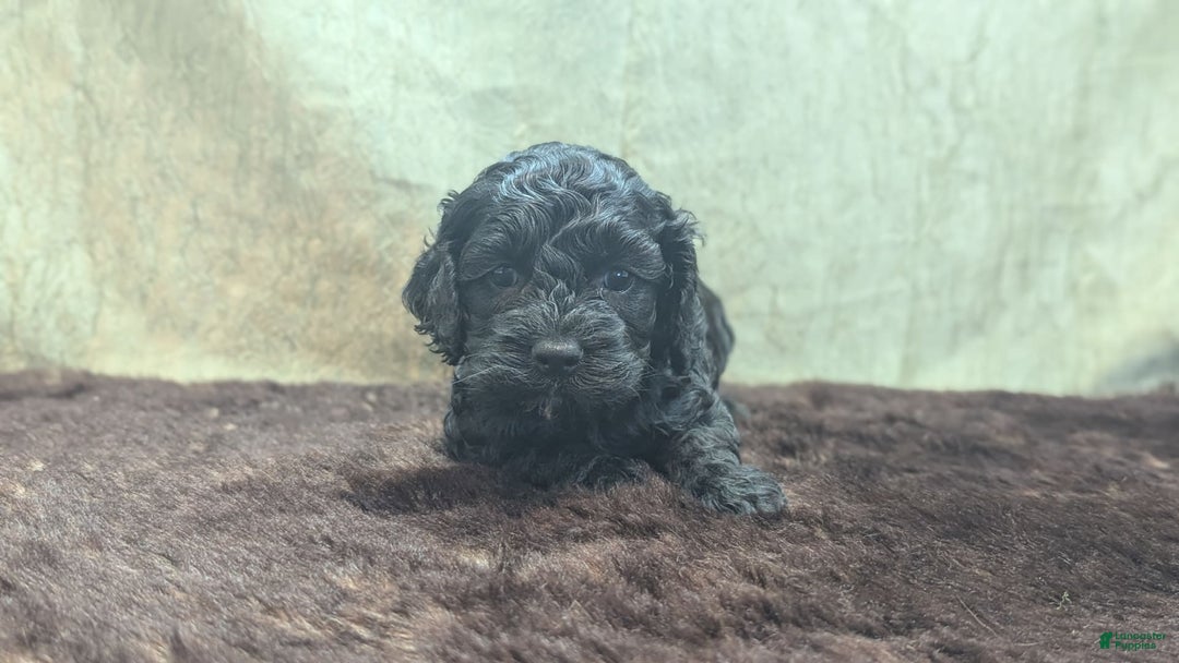 Cockapoo dogs for sale: Emily - Image 10