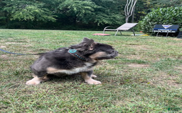 French Bulldog dogs for sale: Bentley - Image 1