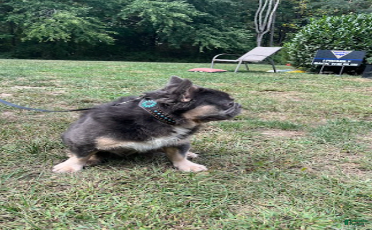 French Bulldog dogs for sale - Ad 4