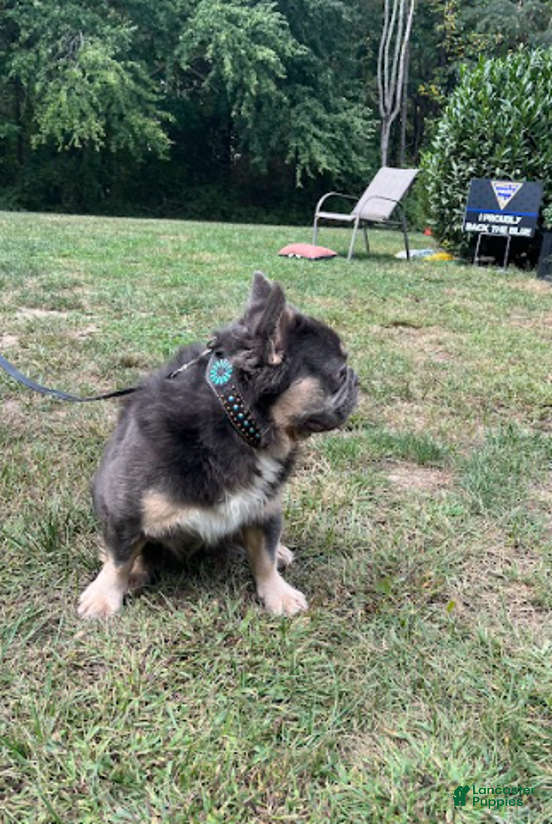 French Bulldog dogs for sale: Bentley - Image 1