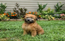 Soft Coated Wheaten Terrier dogs for sale: Ruby - Image 2