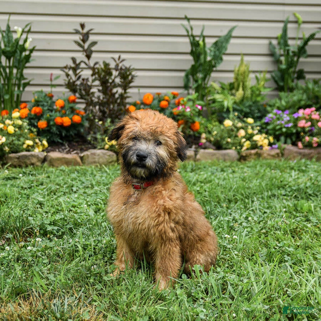 Soft Coated Wheaten Terrier dogs for sale: Ruby - Image 2