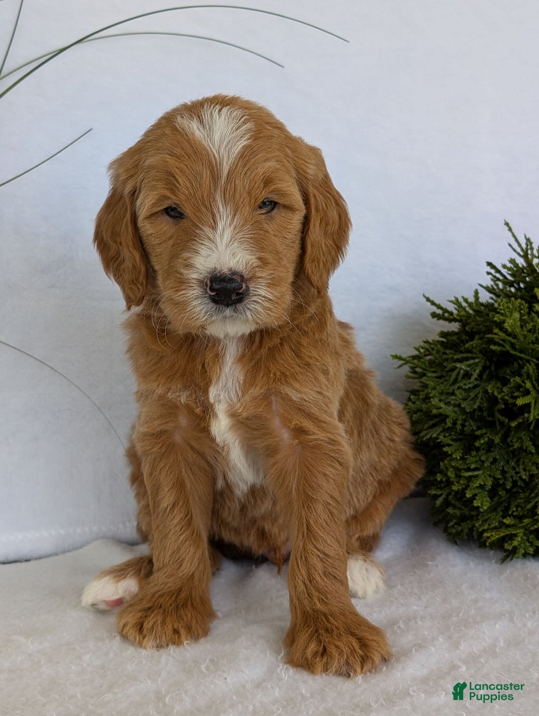 Goldendoodle dogs for sale: Parker - Image 21