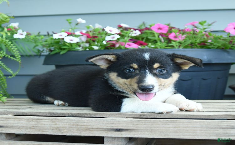 Welsh Corgi Pembroke dogs - Advert 24