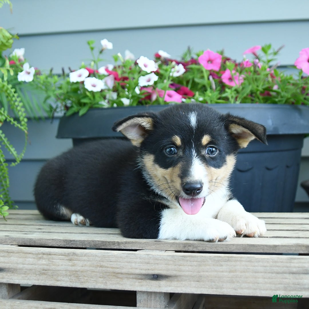 Welsh Corgi Pembroke dogs for sale: Collin - Listing for pets: Caddy, Cabo, Cash, Carmen, Collin, Candy - Image 1
