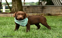 Labrador Retriever dogs for sale: Whimsy - Image 10