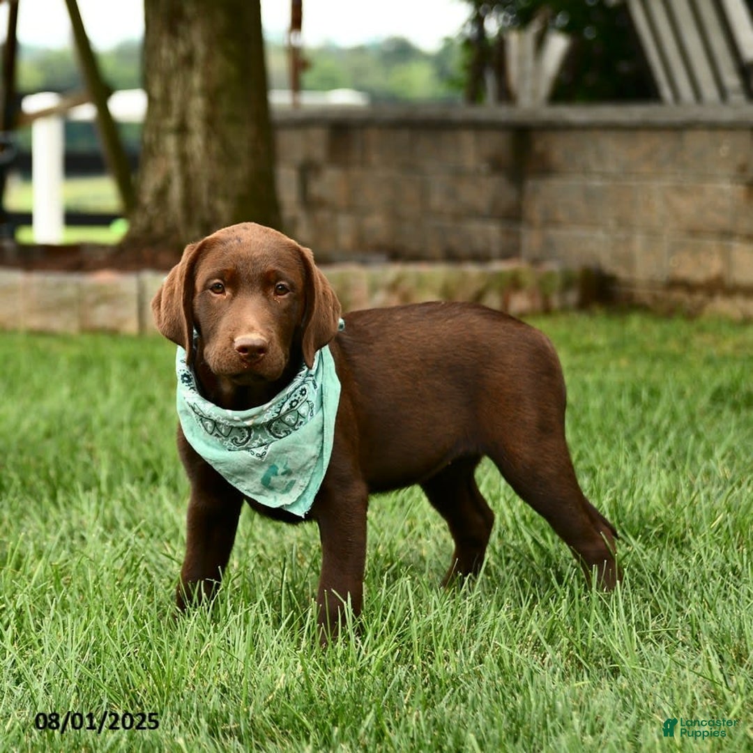 Labrador Retriever dogs for sale: Whimsy - Image 10