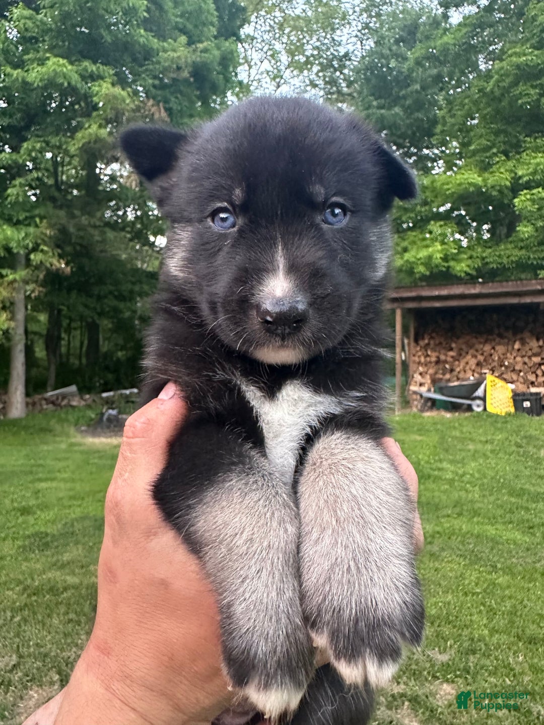 Gerberian Shepsky dogs for sale: Pixy - Image 18