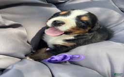 Bernese Mountain Dog dogs for sale: Purple - Image 2