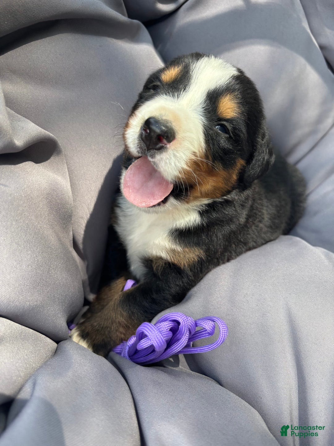 Bernese Mountain Dog dogs for sale: Purple - Image 2
