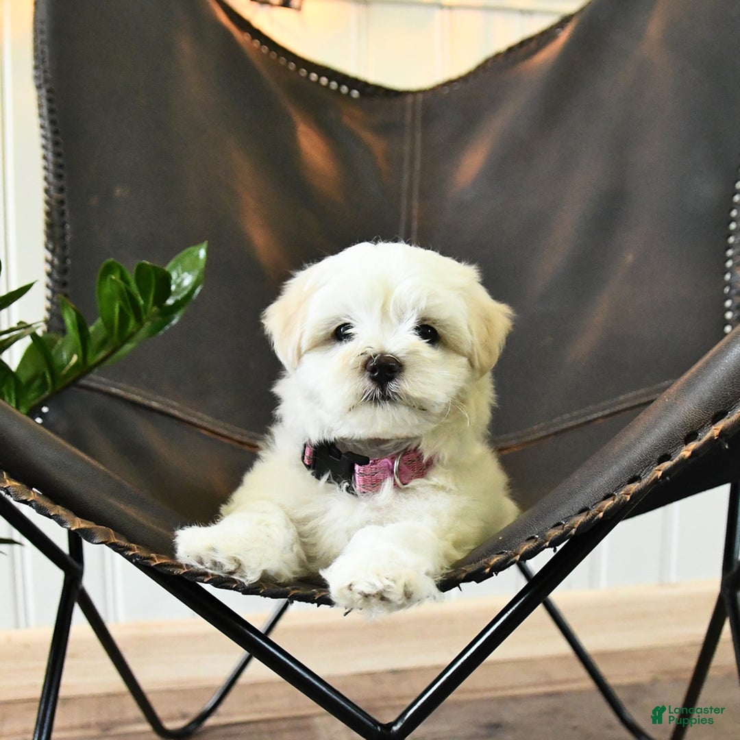 Maltese dogs for sale: Freya - Image 4