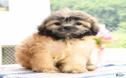 Teddy Bear dogs for sale: Scott - Image 1