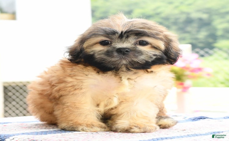 Teddy Bear dogs for sale - Ad 1