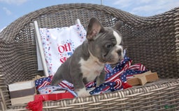 French Bulldog dogs for sale: Nate - Image 17