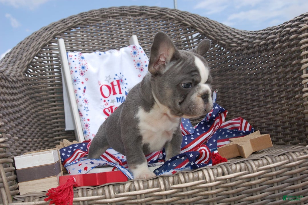 French Bulldog dogs for sale: Nate - Image 17