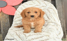 Mini Goldendoodle dogs for sale: Maxwell - Image 2