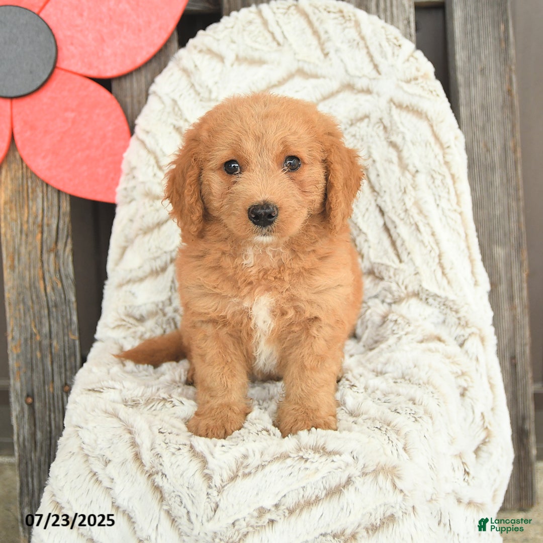 Mini Goldendoodle dogs for sale: Maxwell - Image 2