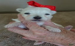 Maltipoo dogs for sale: Beans - Image 22