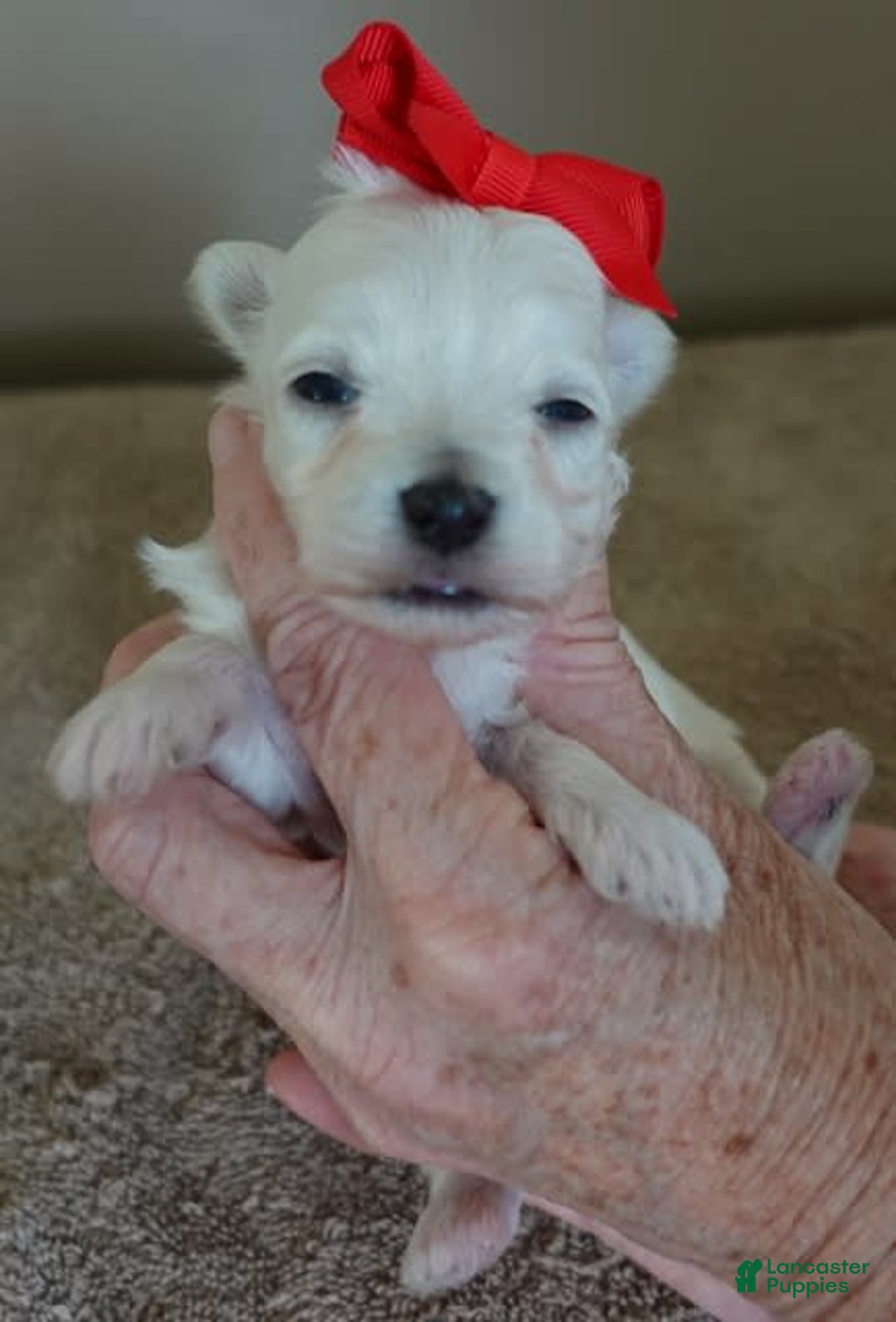 Maltipoo dogs for sale: Beans - Image 22