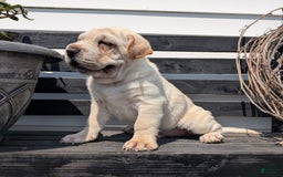 Mini Hippo dogs for sale: Cody - Image 10