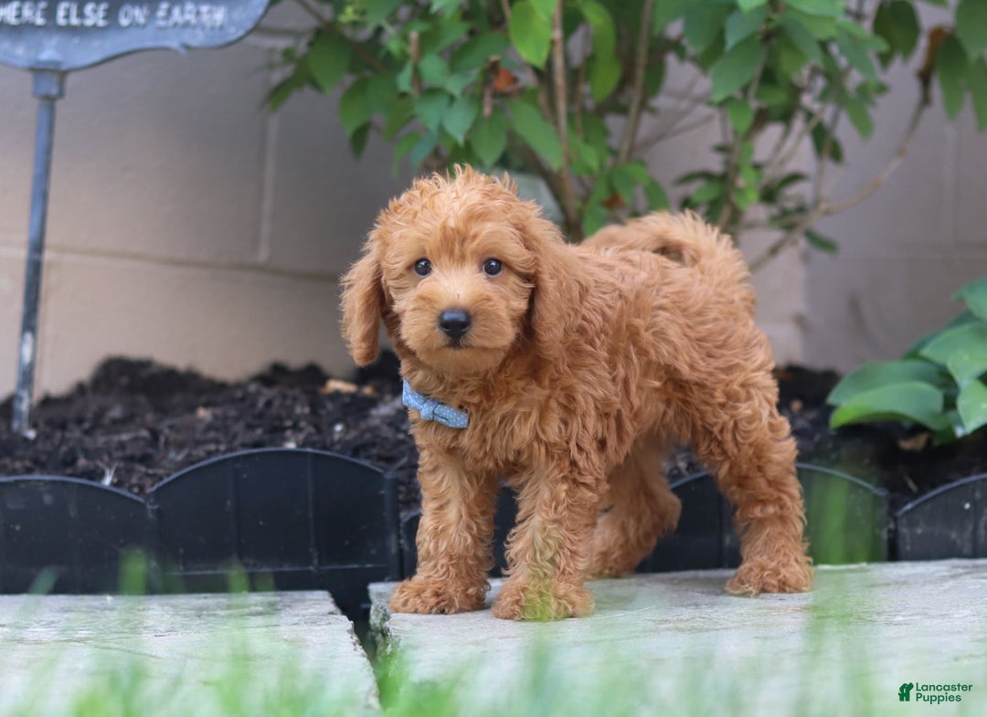 Schnoodle dogs for sale: Timmy - Image 3